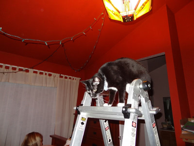 Phoebe appears at the top of a ladder, as soon as it's set up