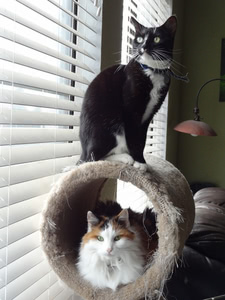 Cammy in a cat-tree tube, Phoebe on top of the tube