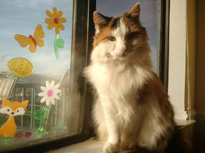 Cammy in a sunbeam in the window