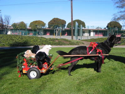 Pablo pulling his decorated cart for a Christmas parade