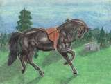 Black, saddled horse pacing in a forest clearing
